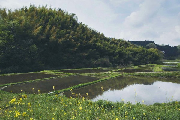 出店者紹介⑮ 雨余花
