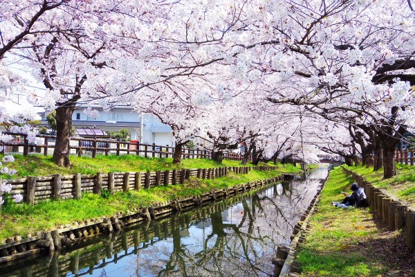平成28年 お花見ランチ